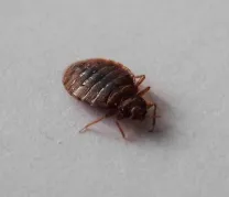 Layanan Kami Kutu Busuk bed bug control 923f5 3477 236