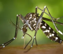 Layanan Kami Nyamuk blog ciri nyamuk demam berdarah yang harus diwaspadai