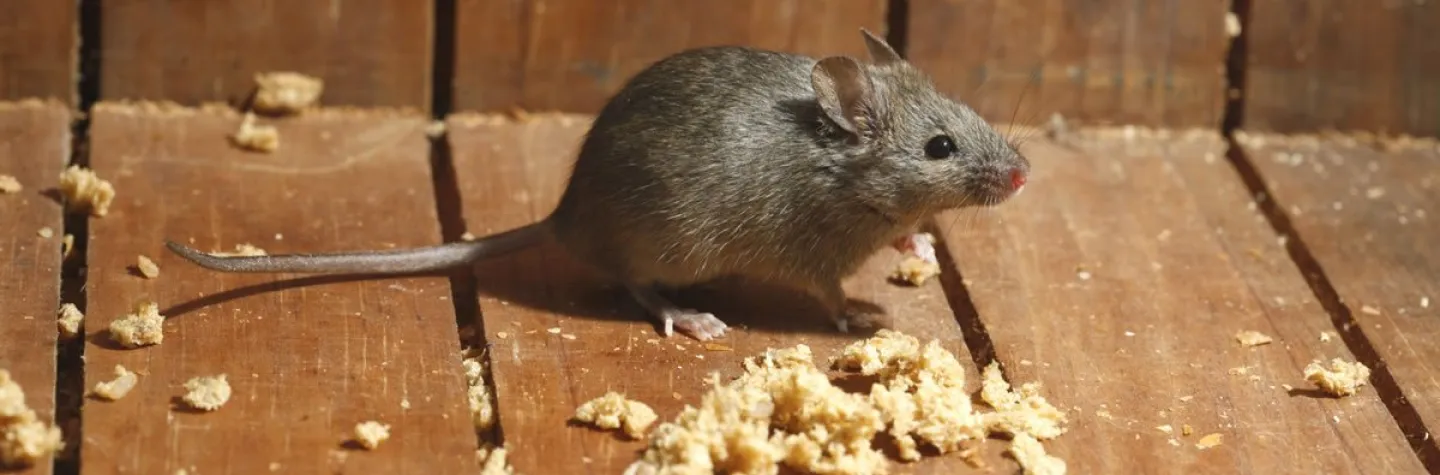 Tikus