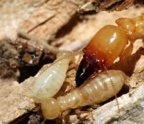 Layanan Kami Rayap main termite header